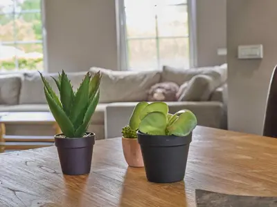 three potted plants sitting on a table in a living room at Bigaro 1 in Heers