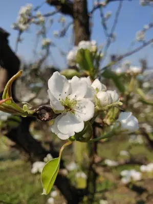 a flowering tree with white flowers on it at Vakantiewoning de Toren in Kortessem