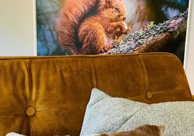 a squirrel sitting on the top of a couch at Eekhoorn-huisje, 4-pers bungalow, Rekem in Lanaken