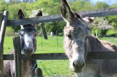 two donkeys are looking through a fence at B&B Ferme du Petit Breuil in Verviers