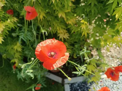 a group of red flowers in a garden at B&B Ferme du Petit Breuil in Verviers