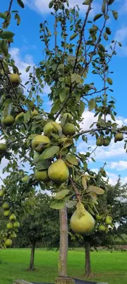 a tree with lots of green fruit on it at Hoeve Hofgaarde in Heers