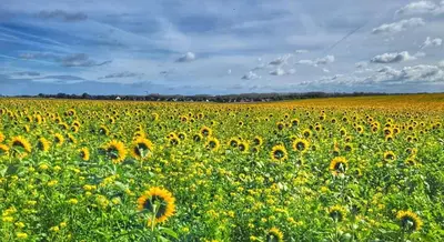 a field of sunflowers on a cloudy day at Hoeve Hofgaarde in Heers