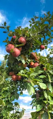 a tree with a bunch of apples on it at Hoeve Hofgaarde in Heers
