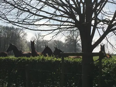 a group of horses walking in a field at B&B Het Welthof in Bree