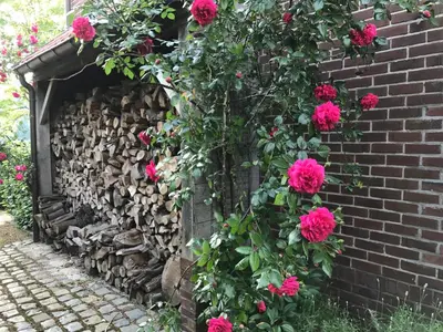 a brick wall with pink flowers and a pile of fire wood at B&B Het Welthof in Bree