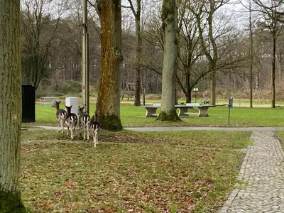 three dogs walking in a park next to trees at Hengelhoef Ceder 106 in Houthalen-Helchteren