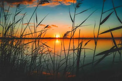 a sunset over a body of water with tall grass at Forest lakehouse with Breathtaking Sauna in Lanaken