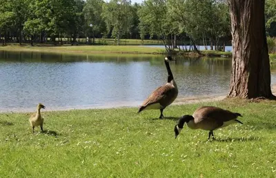 three geese standing in the grass near a lake at Forest lakehouse with Breathtaking Sauna in Lanaken