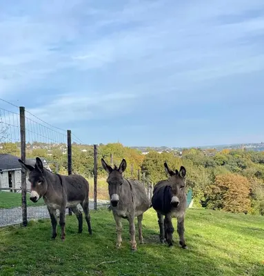three donkeys standing in a field next to a fence at La Perle du Fierain in Wegnez