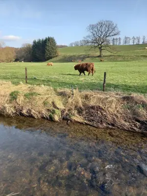 a cow grazing in a field next to a river at Ap57 Nature Ardennes Economy class apartment in Kelmis