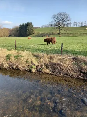 a cow grazing in a field next to a river at Ap78 Nature Ardennes Economy class apartment in La Calamine