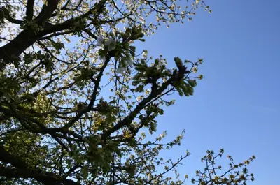 a tree with a bunch of leaves on it at Hoeve BôThé - B&B in Alken