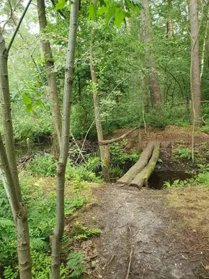 a path in the woods with a fallen tree at Pipowagen Harambé in Lanaken