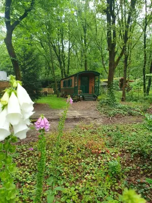 a cabin in the middle of a forest with flowers at Pipowagen Harambé in Lanaken
