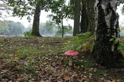 a red mushroom in the middle of a forest at De Onthaasting in Lanaken