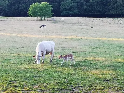 a cow and a baby calf grazing in a field at Au Natur'elle in Gemmenich