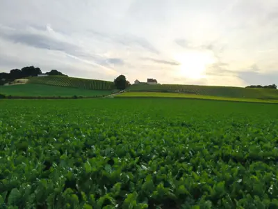 a green field with the sun setting in the background at De Smokkelhoeve in Riemst