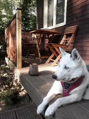a white dog laying on a deck next to a house at Chalet Klein Geluk in Lanaken