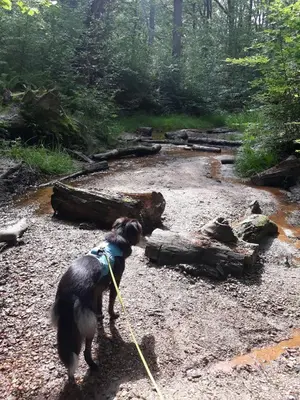 a dog on a leash standing next to a creek at Chalet Klein Geluk in Lanaken