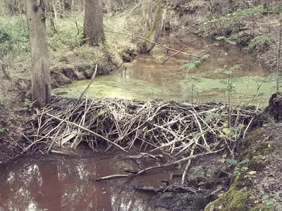 a creek in a wooded area with trees andgrass at Chalet Klein Geluk in Lanaken