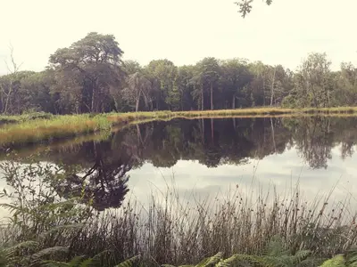 a view of a lake with trees in the background at Chalet Klein Geluk in Lanaken