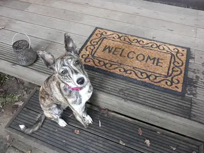 a dog sitting on a bench with a welcome sign at Chalet Klein Geluk in Lanaken