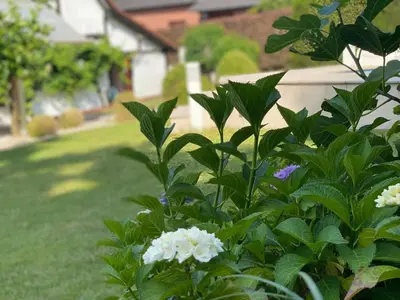 a bush with white flowers in a yard at Luxe Vacation Villa with swimming pool, 5 bedrooms in Houthalen-Helchteren