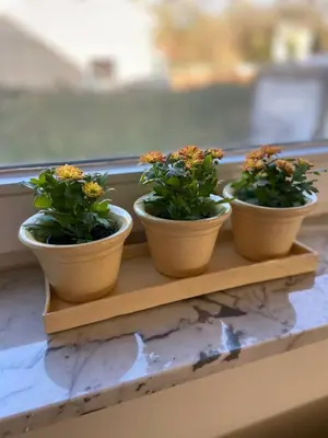 three plants sitting on a shelf on a window sill at Het Kabinet in Munsterbilzen