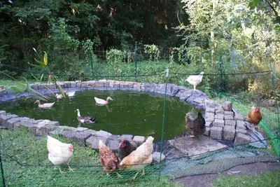 a group of chickens standing around a pond at Bizette67 in Herstal