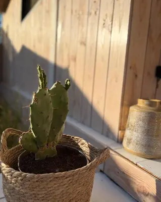 a cactus in a basket sitting on a window sill at Wellness B&B Essential by Cin in Zonhoven