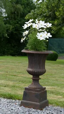 a vase filled with white flowers in a field at Aux Cosmos in Olne