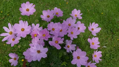 a bunch of pink flowers in the grass at Aux Cosmos in Olne