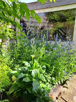 a garden with purple flowers and green plants at Landbæne in Lommel