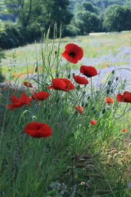 a group of red poppies in a field at Tiny House Dreiländereck in Neu-Moresnet