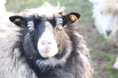 a close up of a sheep looking at the camera at Tiny House Dreiländereck in Neu-Moresnet