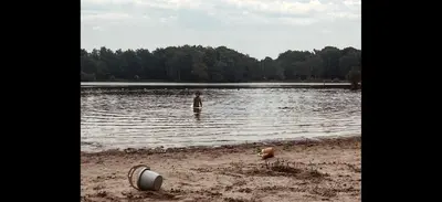 a beach with a body of water with trees at Five Trees Forest Home in Lanaken