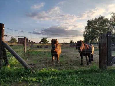 two horses standing behind a fence in a field at Vacation on the farm in Lanaken