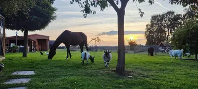 a group of horses grazing in a field with a horse at Vacation on the farm in Lanaken