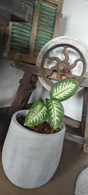a plant in a concrete pot next to a chair at Het Mezennest in Zonhoven