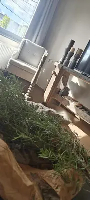 a living room with a chair and a plant at Het Mezennest in Zonhoven