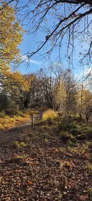 a dirt road in a field with leaves on the ground at Chalet Bos en Pootjes in Lanaken