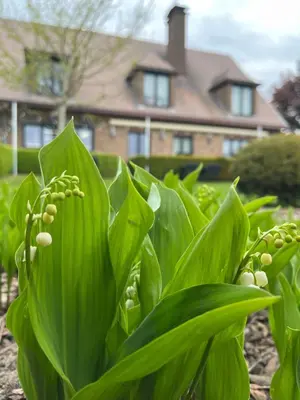a field of green plants with a house in the background at Charme logies Kampernoelie in Hoeselt