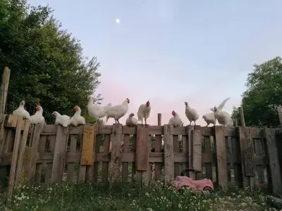 a flock of chickens standing on top of a wooden fence at Cozy duplex apartment with terrace in Heers