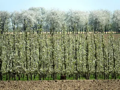a row of trees with white flowers in a field at Holiday home with garden and roofed terrace in Heers