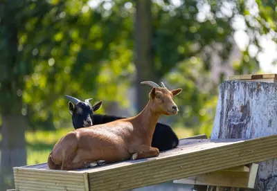 two goats sitting on top of a wooden beam at Camping Papillon Kinrooi - Vakantiehuis Familie 6P in Kinrooi