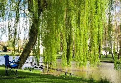 a chair under a weeping willow tree next to a lake at Camping Papillon Kinrooi - Vakantiehuis Premium 4P in Kinrooi