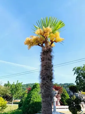 a palm tree with yellow flowers on top of it at Villa a Chaudfontaine in Chaudfontaine