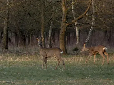 two deer walking in the grass in a field at Holiday Home Heidebos für 8 Personen by Interhome in Oudsbergen