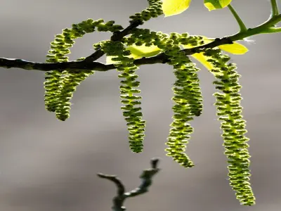 a branch of a plant with green leaves at Fishing Chalet, Opglabbeek in Oudsbergen